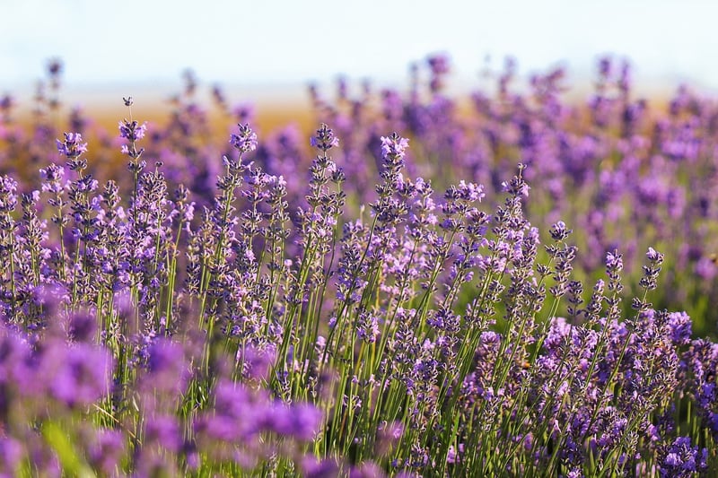 Lavender Essential Oil